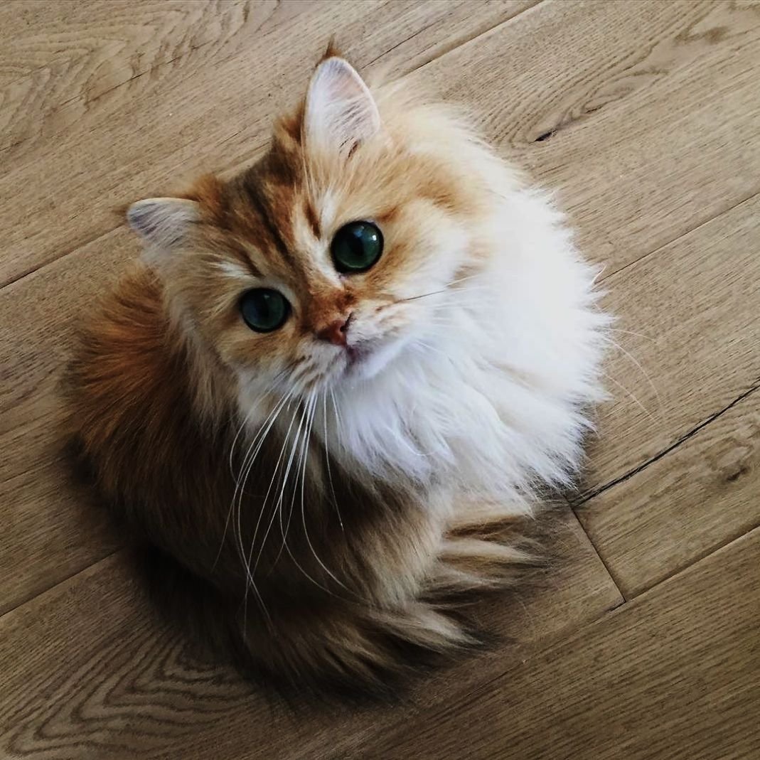 Маленькие персидские котята