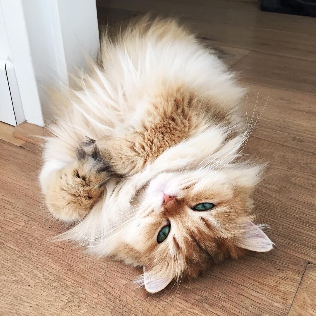 Серенький пушистый котенок