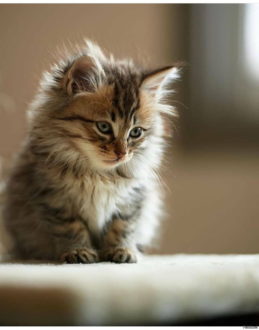 Красивые пушистые котята