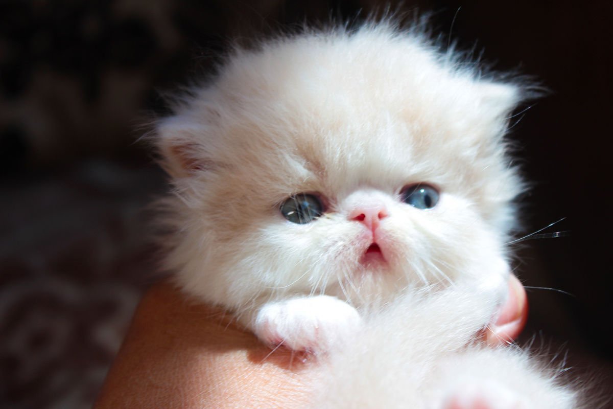 Красивые котики