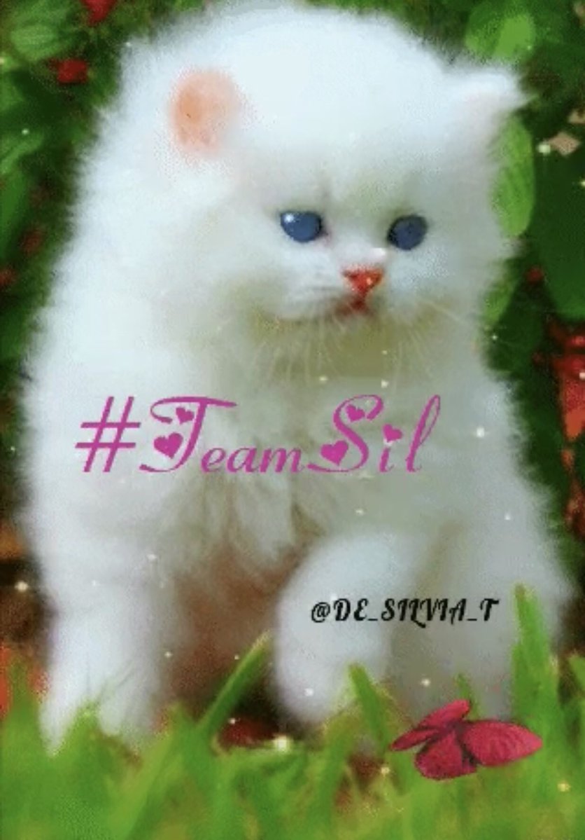 Картинки котят