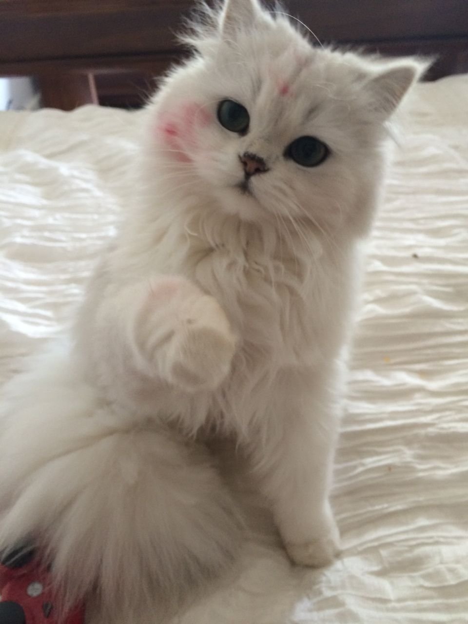 Милая белая кошка