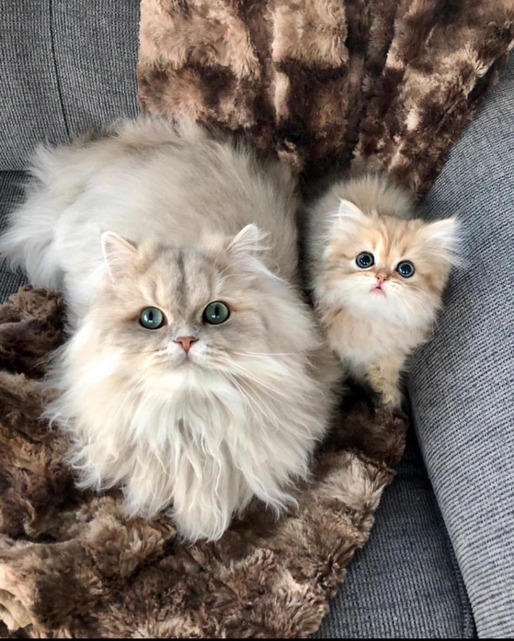 Пушистая кошка