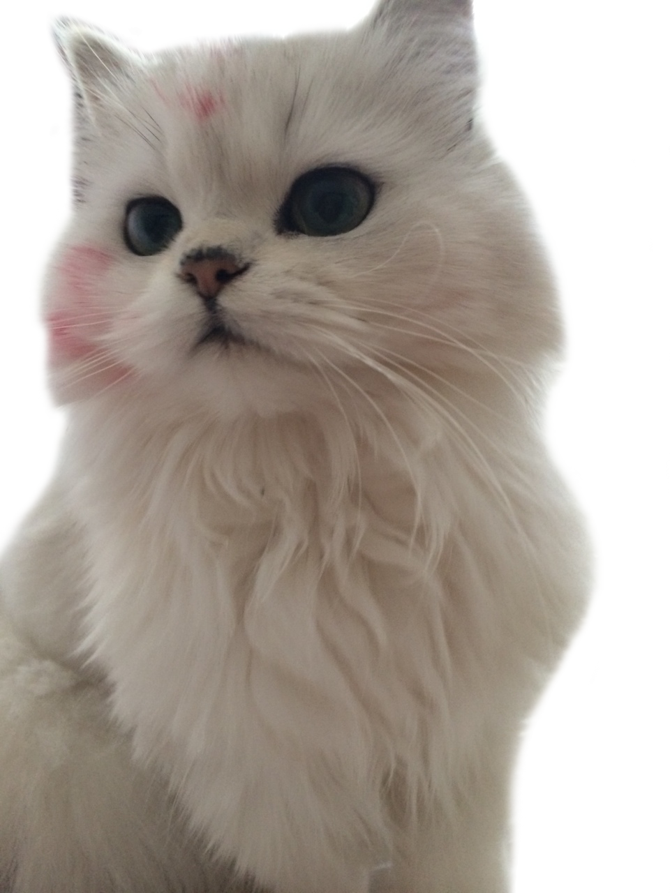 Розовый котенок