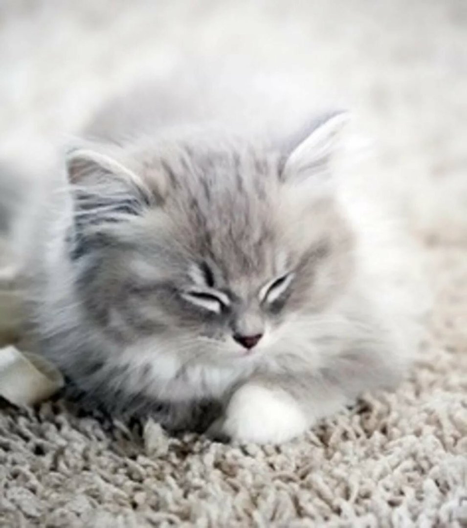 Пушистые котята