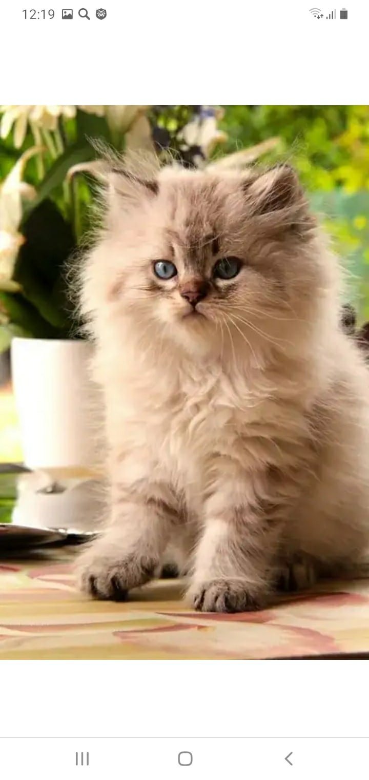 Маленькие котята пушистые