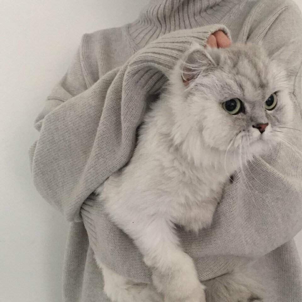 Милые котята Эстетика