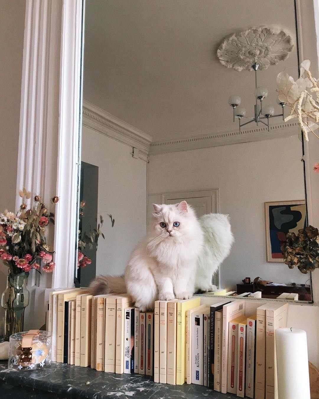 Эстетические котики