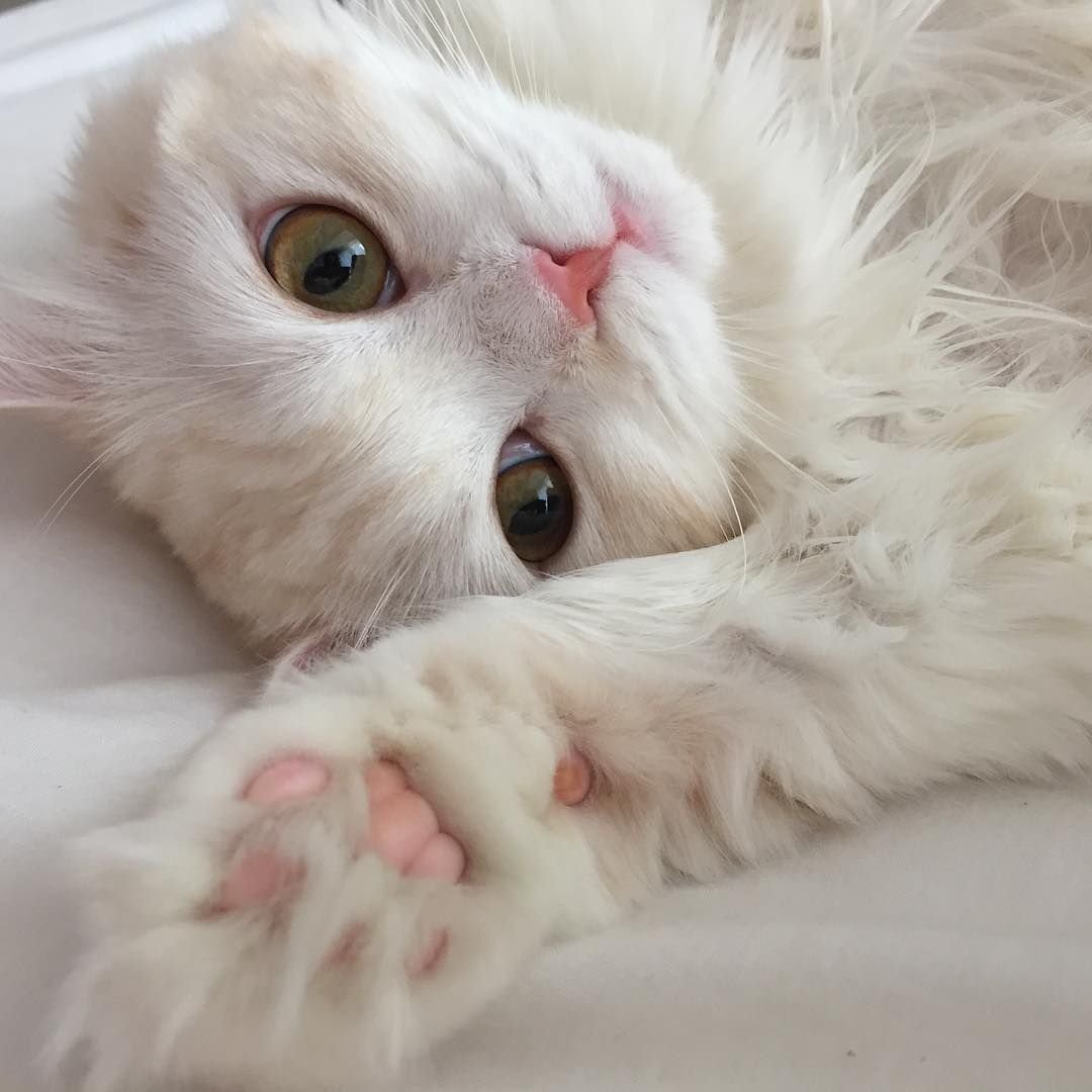 Котята Эстетика