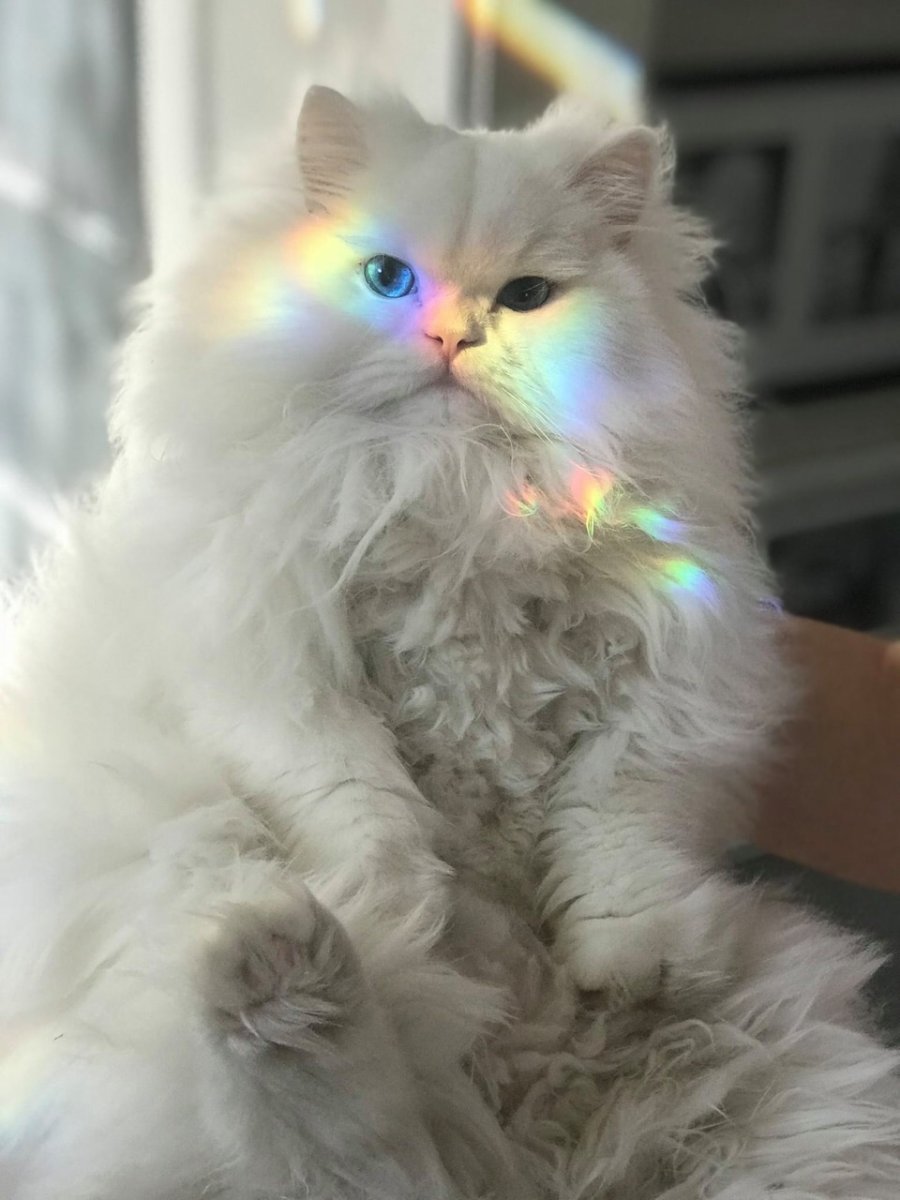 Пушистый кот мультяшный