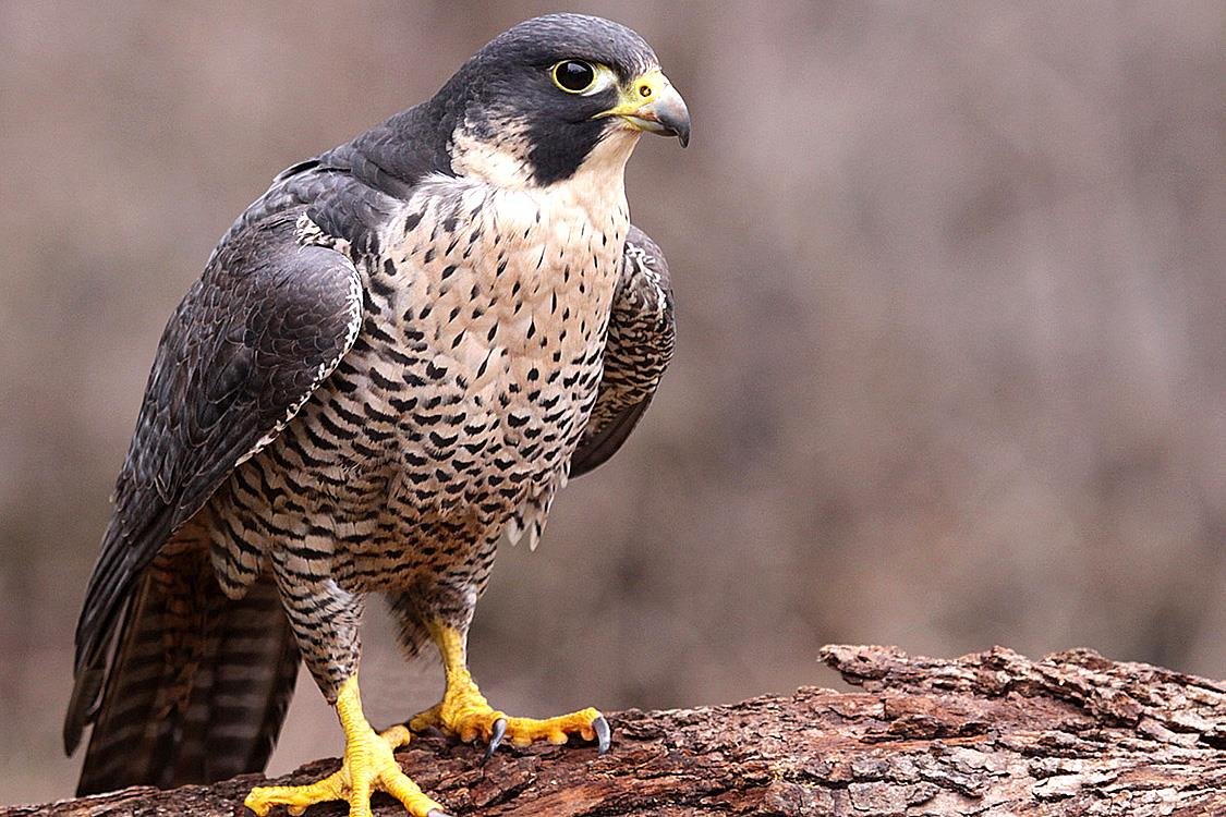 Сапсан птица