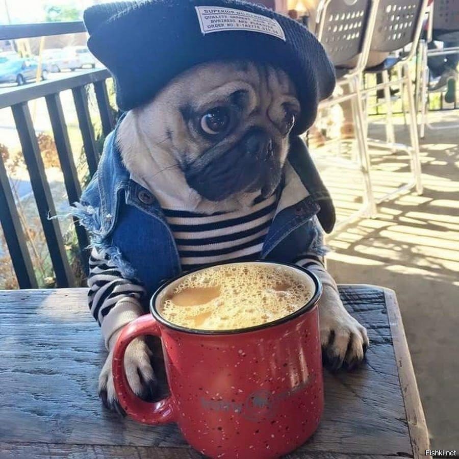 Кофе и животные