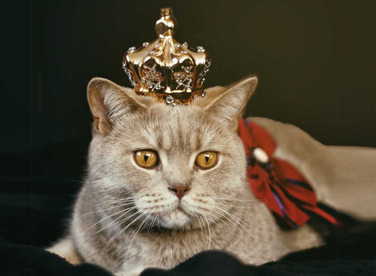 Кот царь