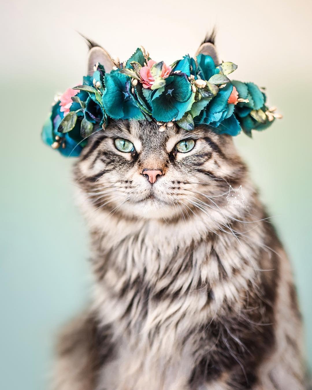 Котик с короной