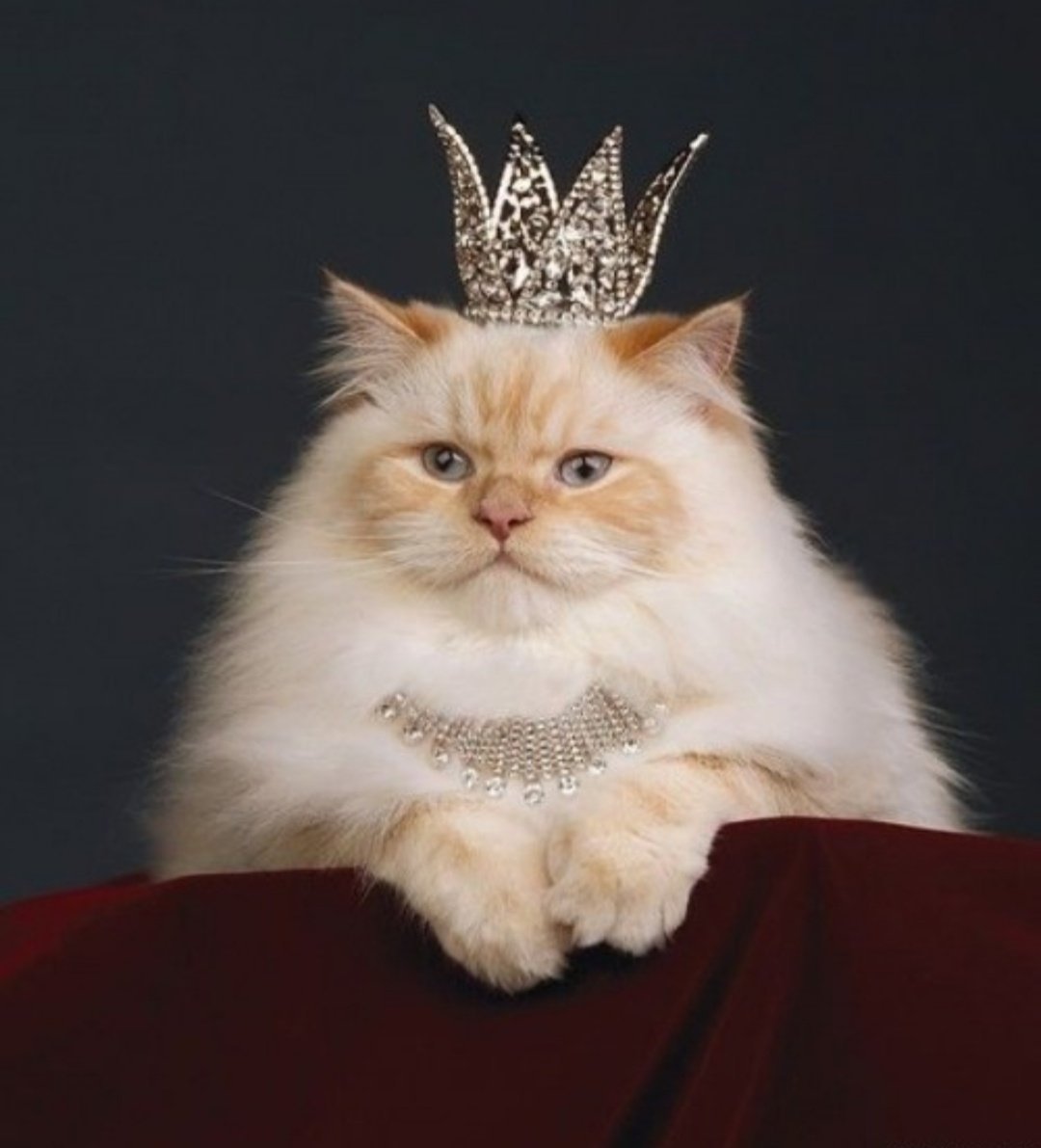 Королевский кот