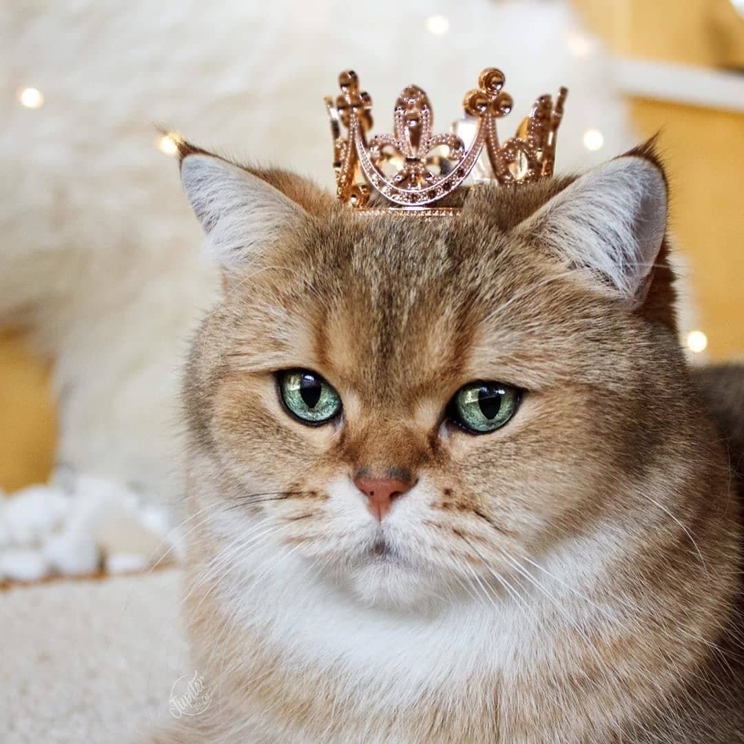 Кошка в короне