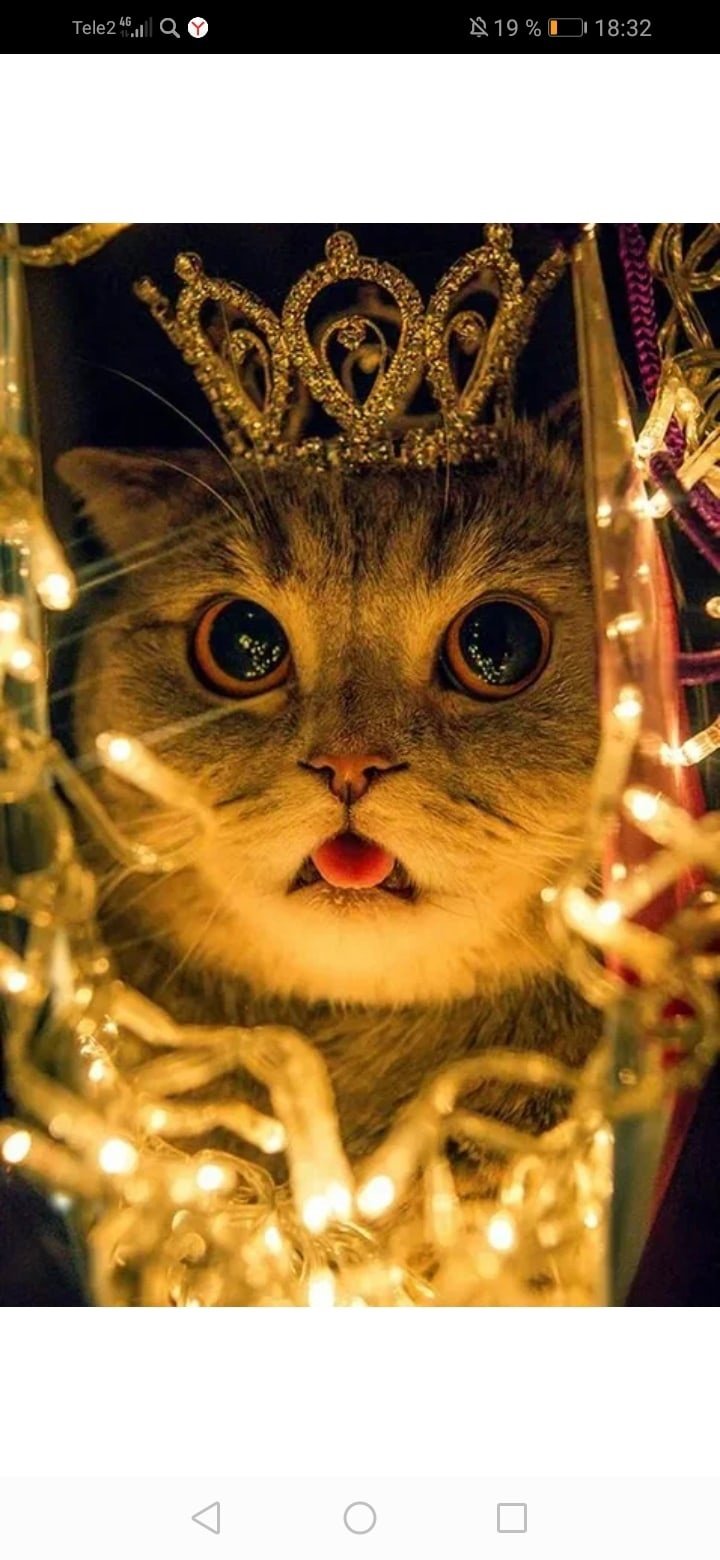 Кот в гирлянде