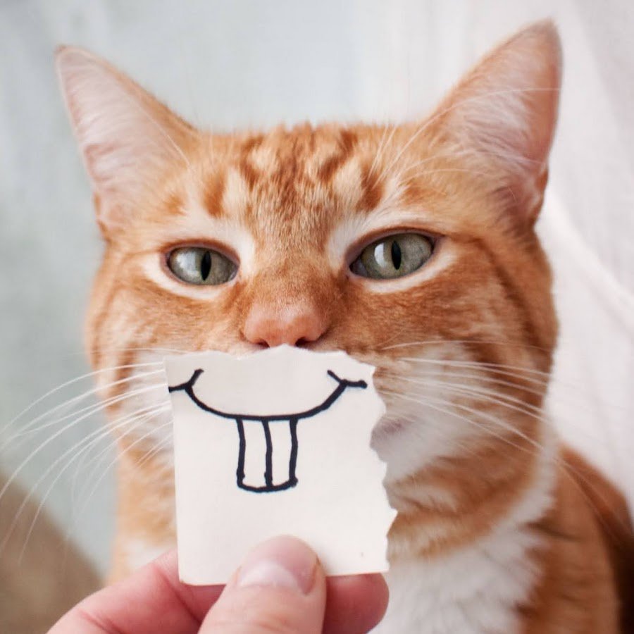 Кот подмигивает