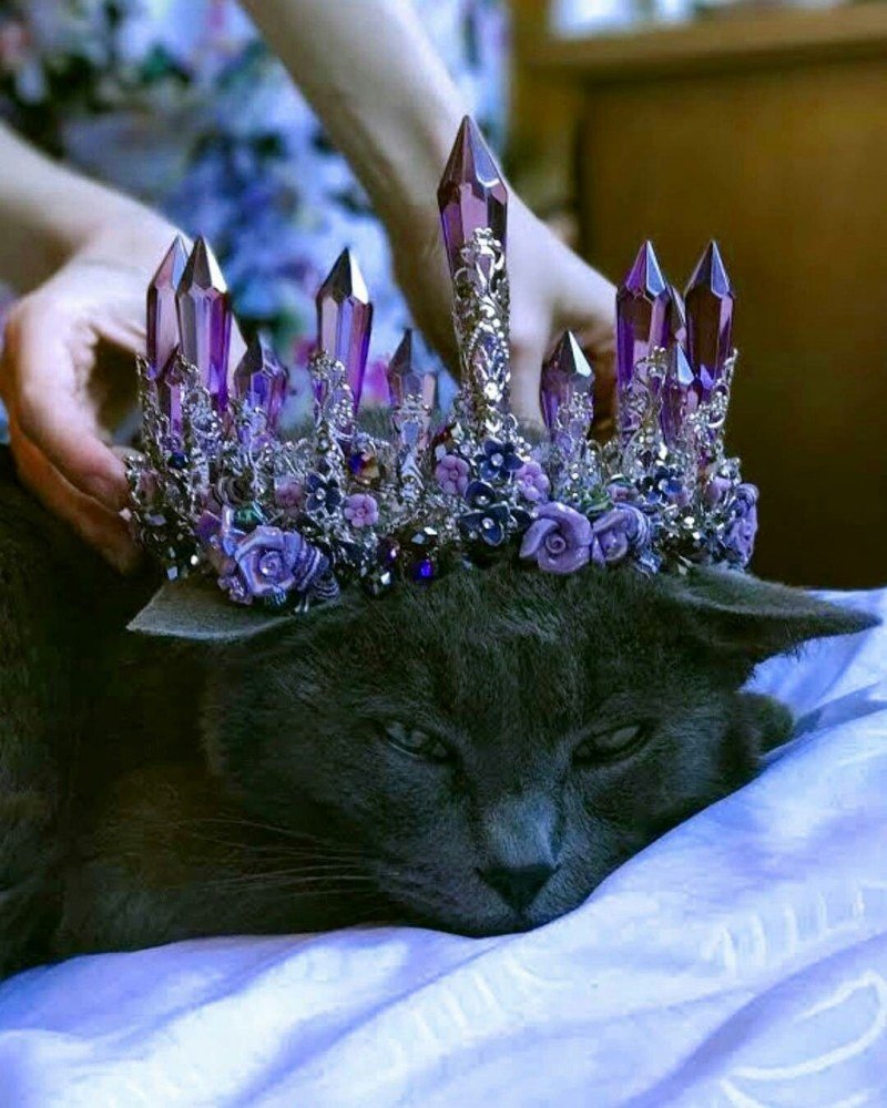 Кот в короне