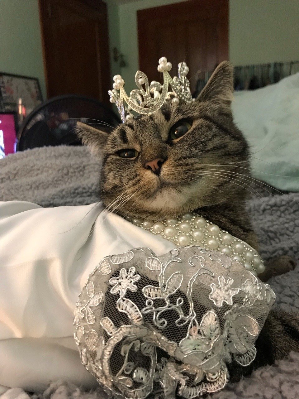 Кот в короне