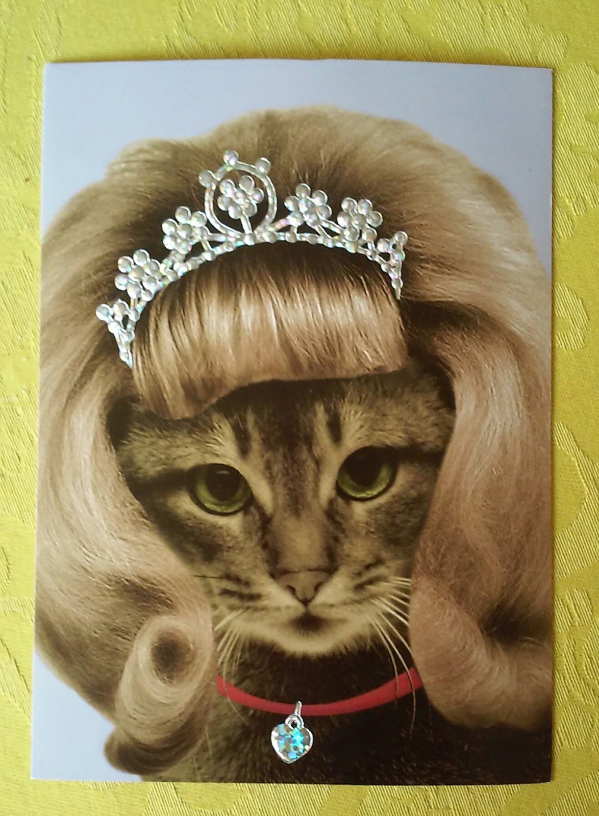 Кошка в белом парике