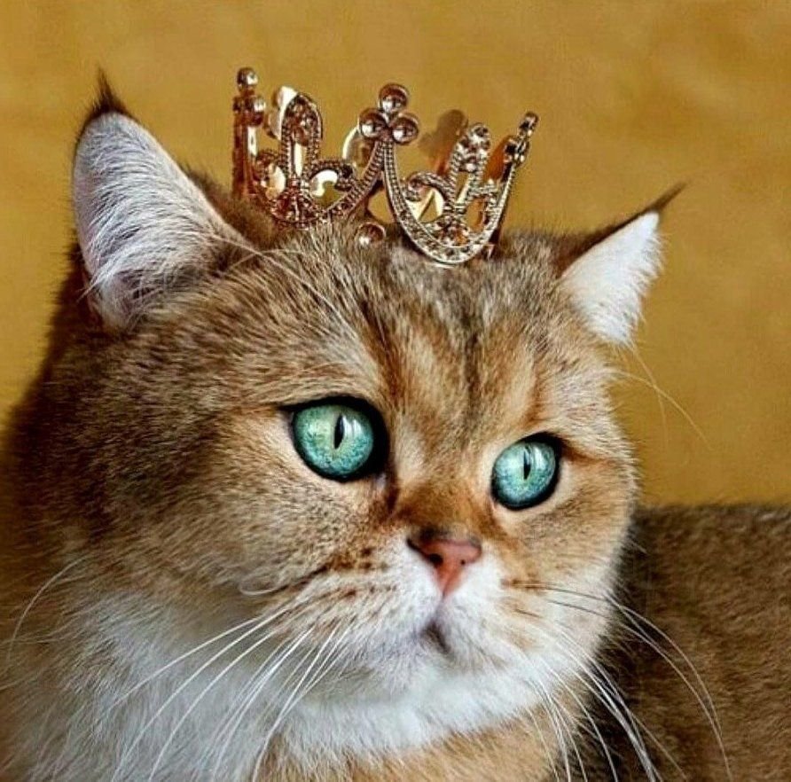 Кот с короной арт