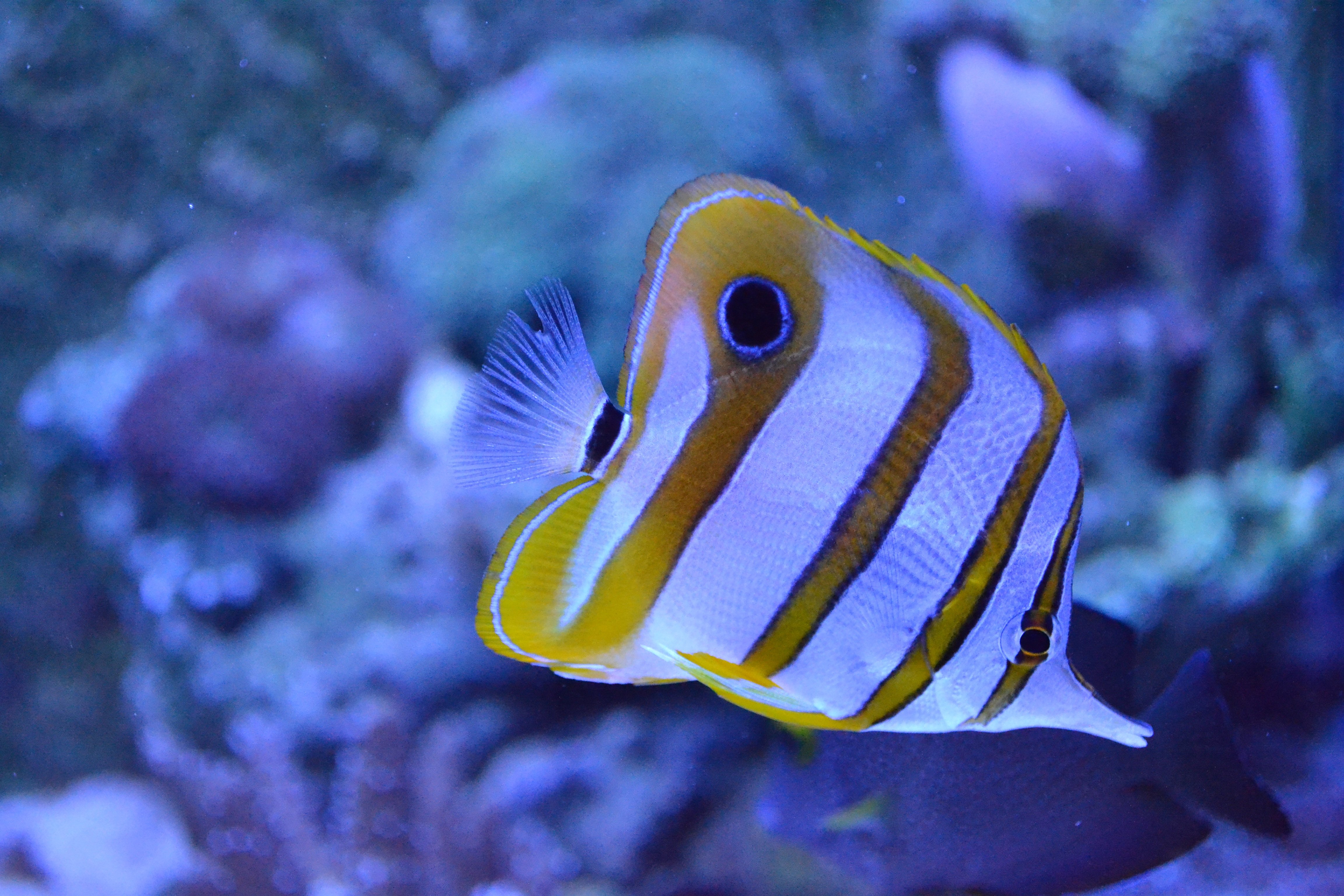 Большие красивые рыбы. Жёлтая длиннорылая рыба-бабочка. Спинорог клоун. Рыба спинорог красное море. Бабочка пинцет-хелмон Chelmon rostratus.