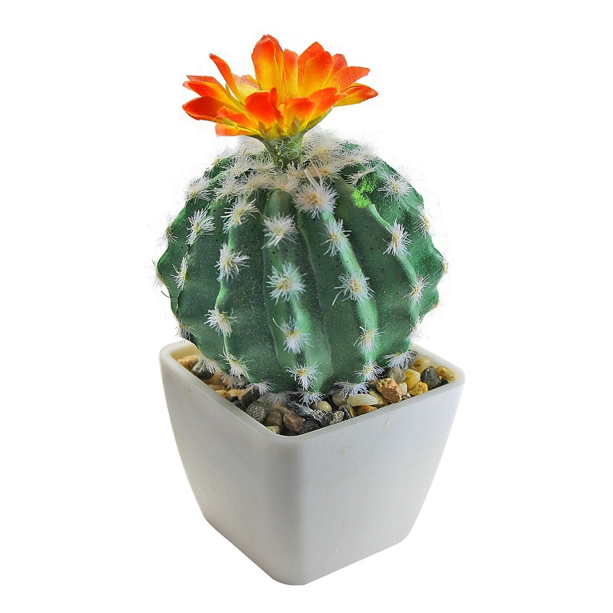 Кактус Фрейберг