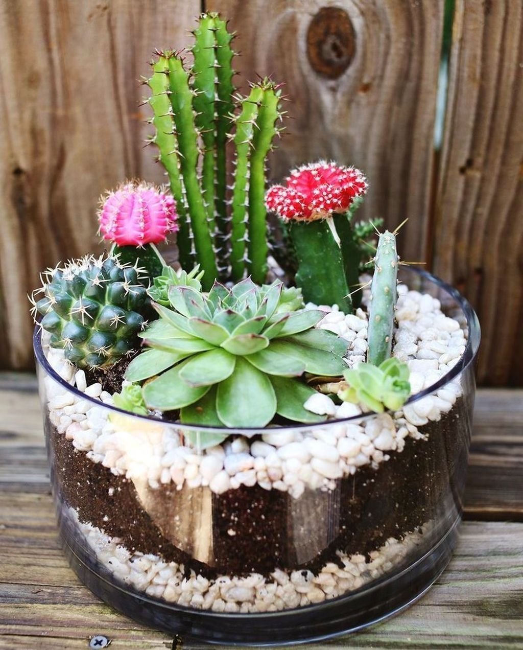 Фитофлорариум Суккуленты