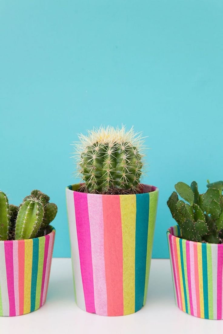 Кактус в горшке