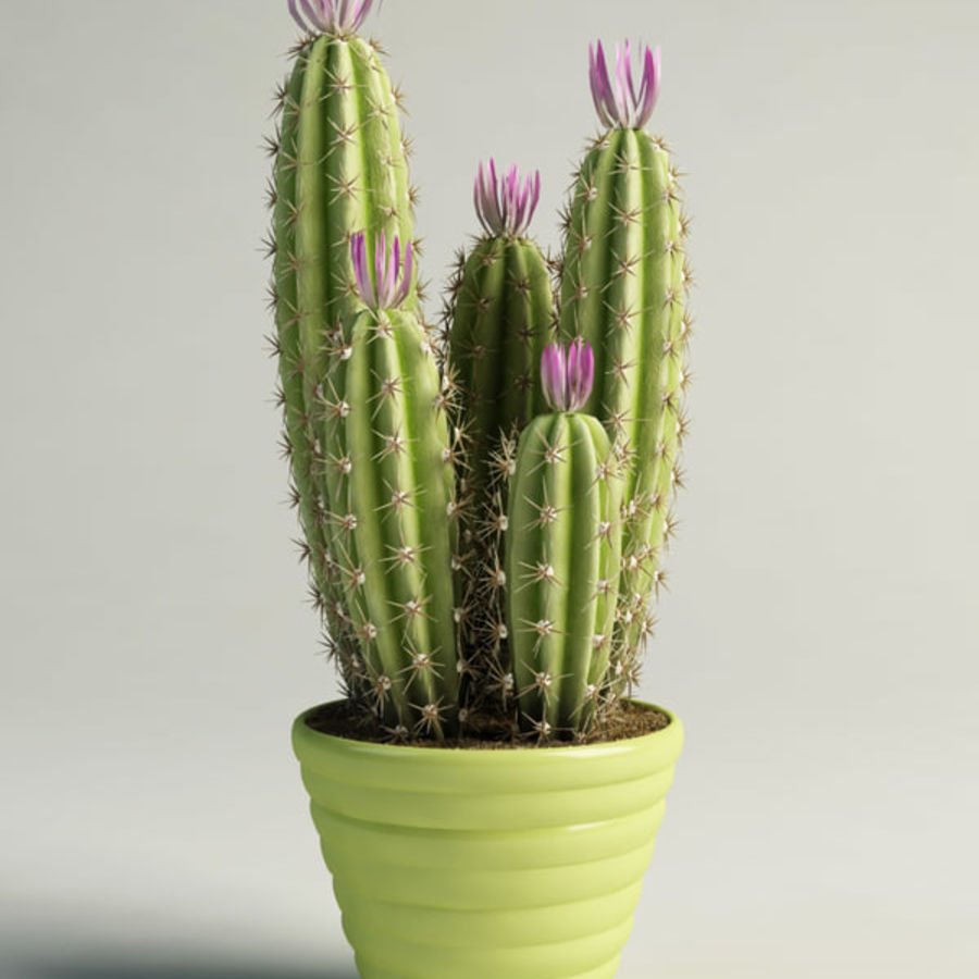 Кактус Фловеринг