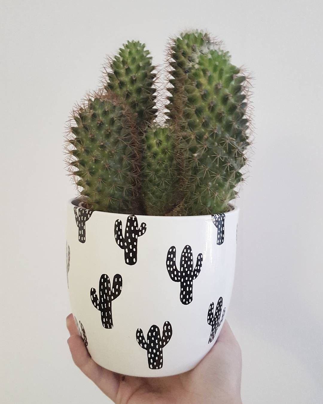 Cactus Pot горшки кактусы Суккуленты
