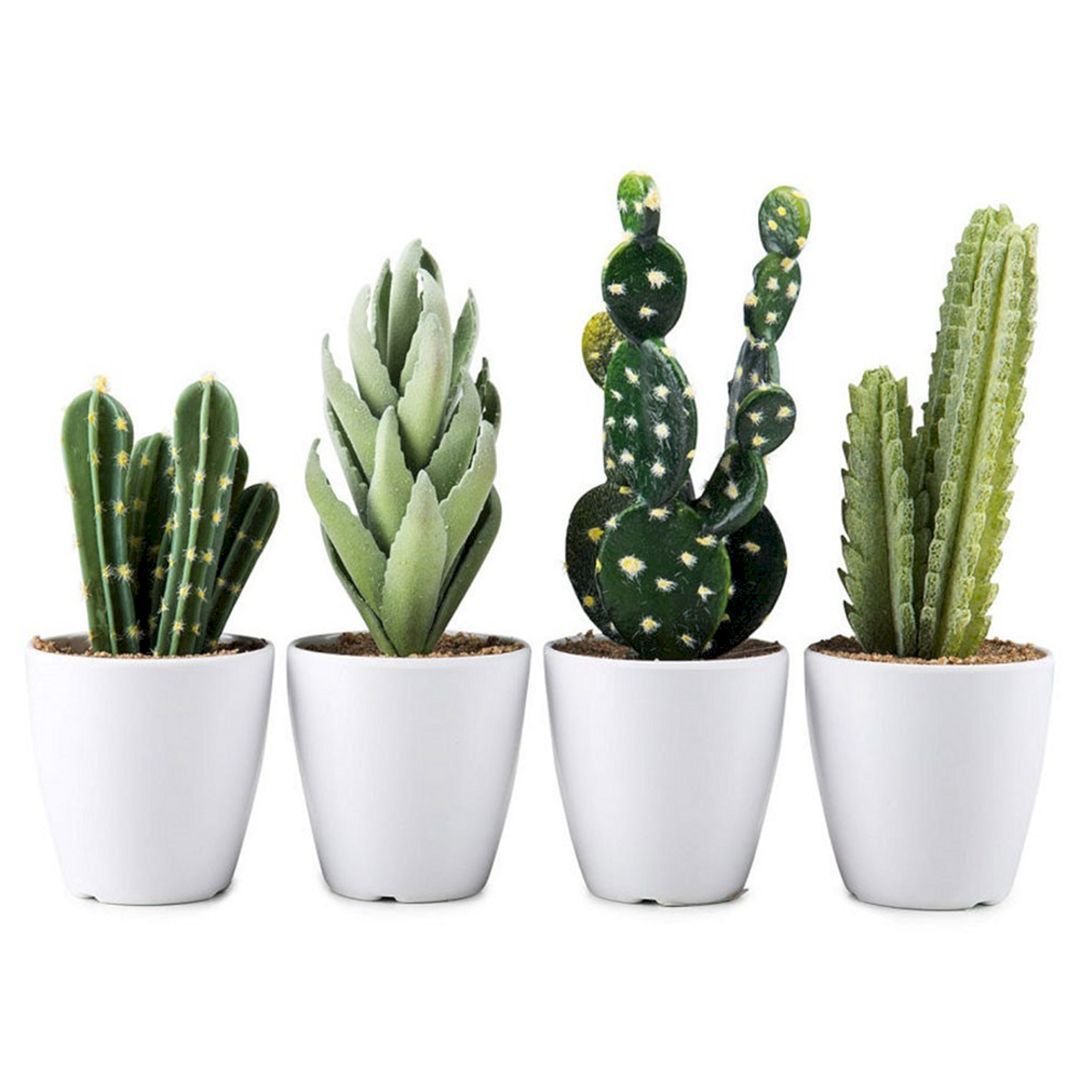 Гладкий Кактус