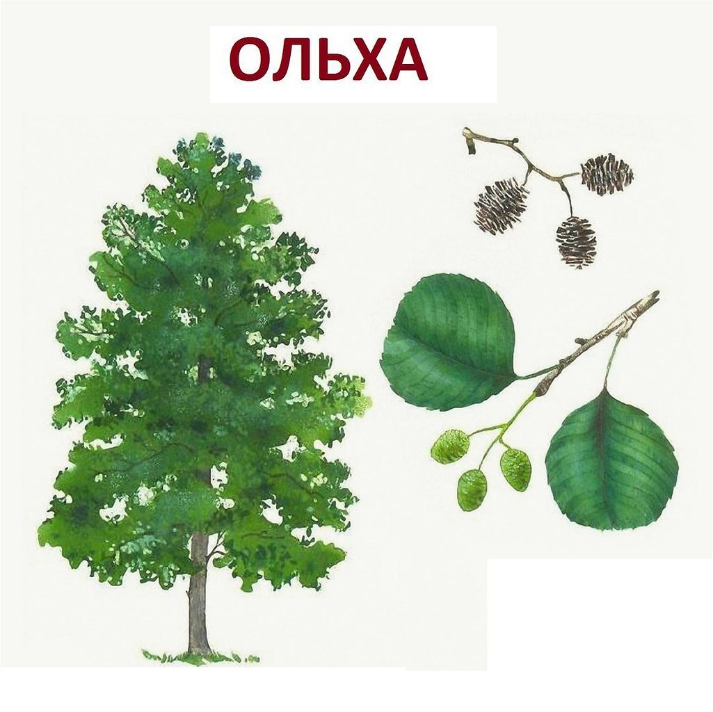 Карточки деревья для детей