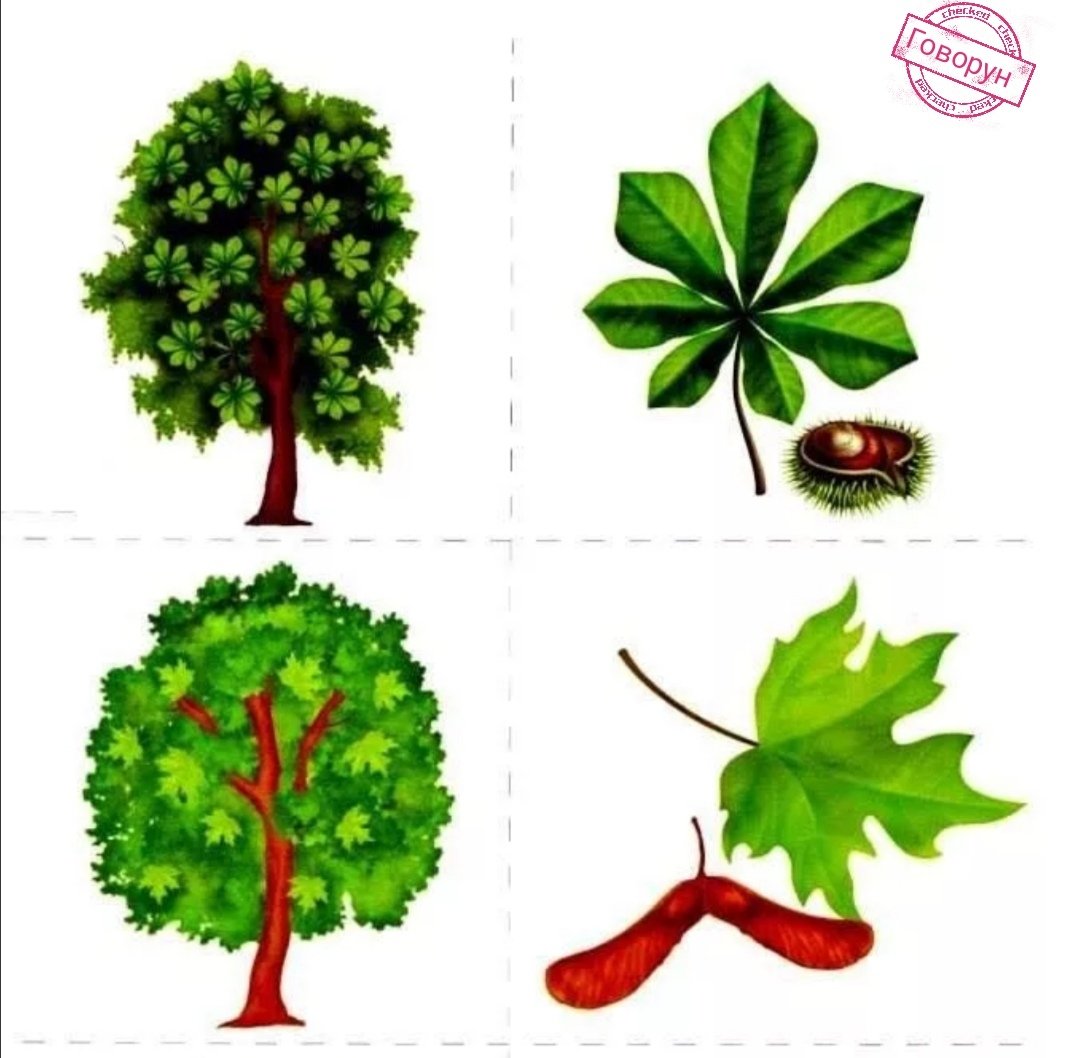 Деревья для дошкольников