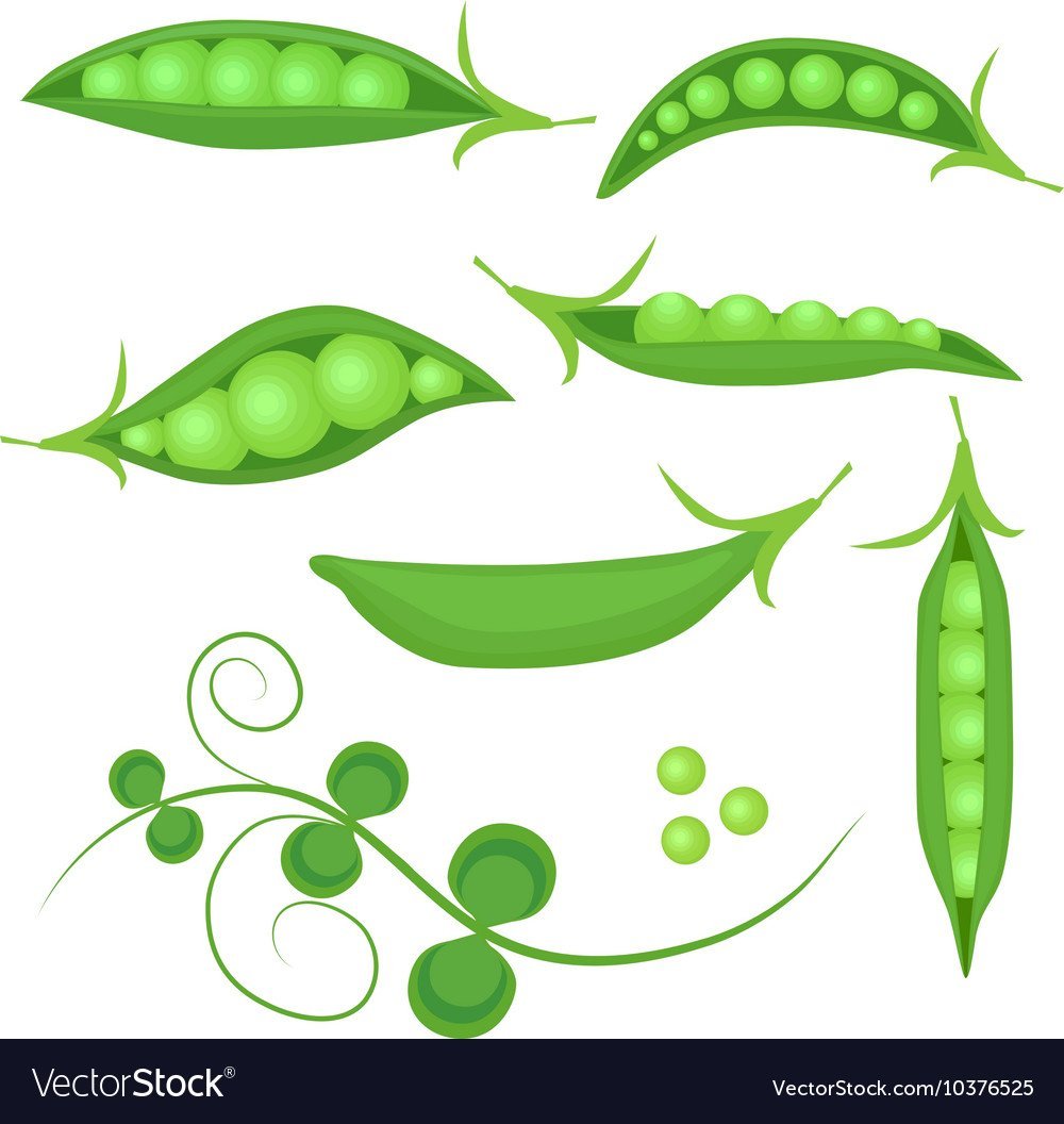 Зеленый горошек вектор