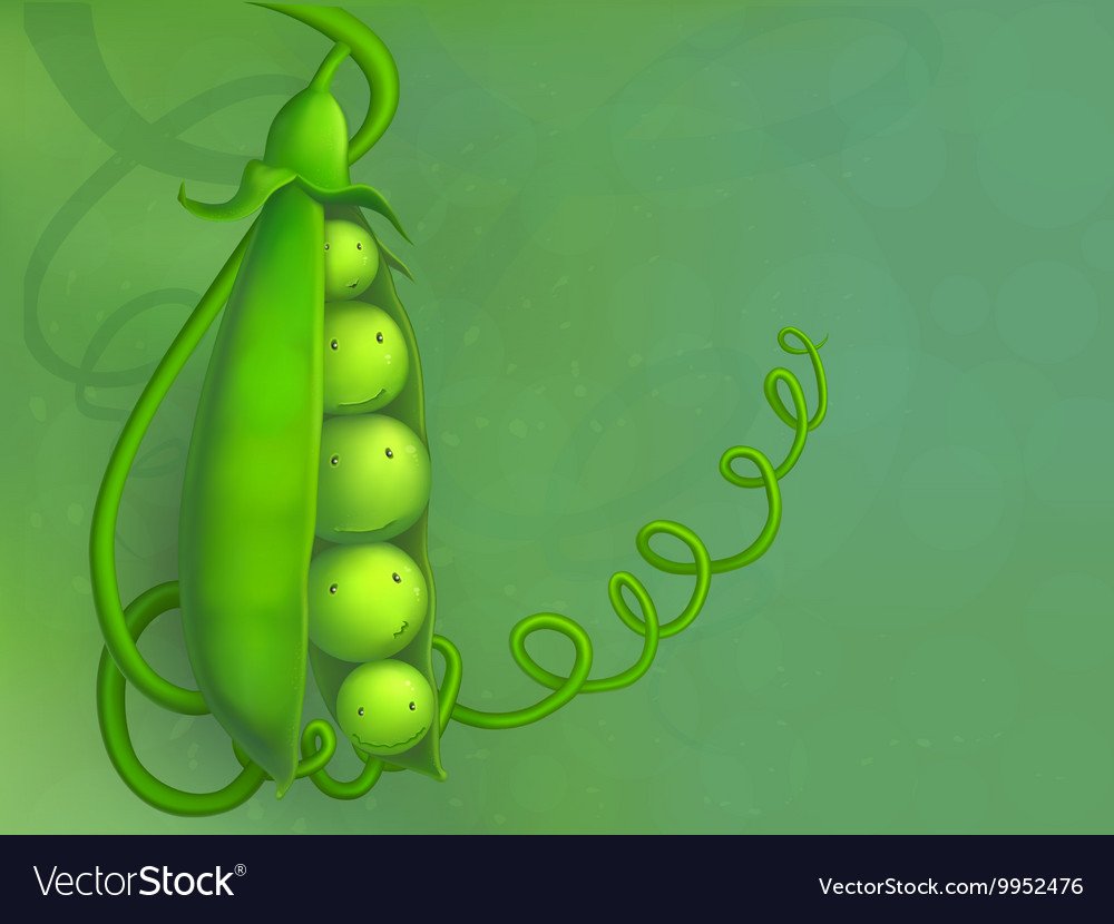 Веселые горошины стручка гороха