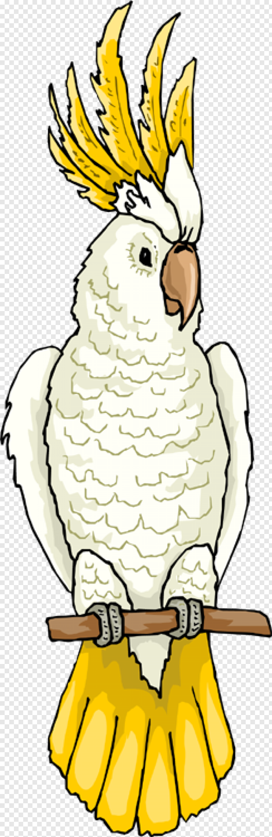 Веерный попугай