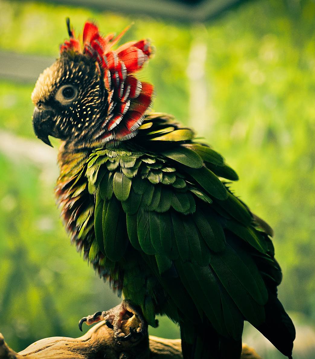 Птица Говорун Вологда памятник
