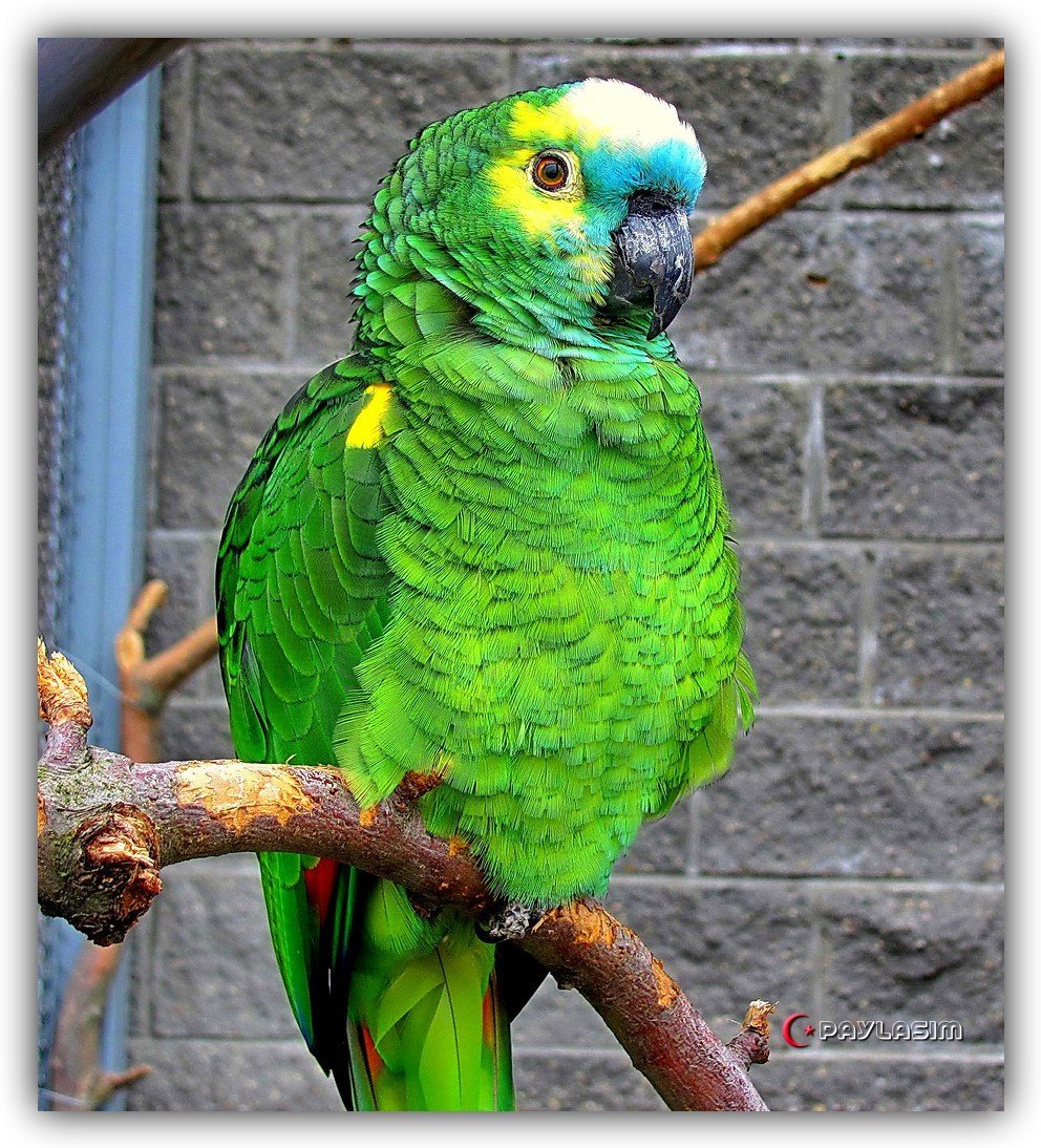 Птица Говорун