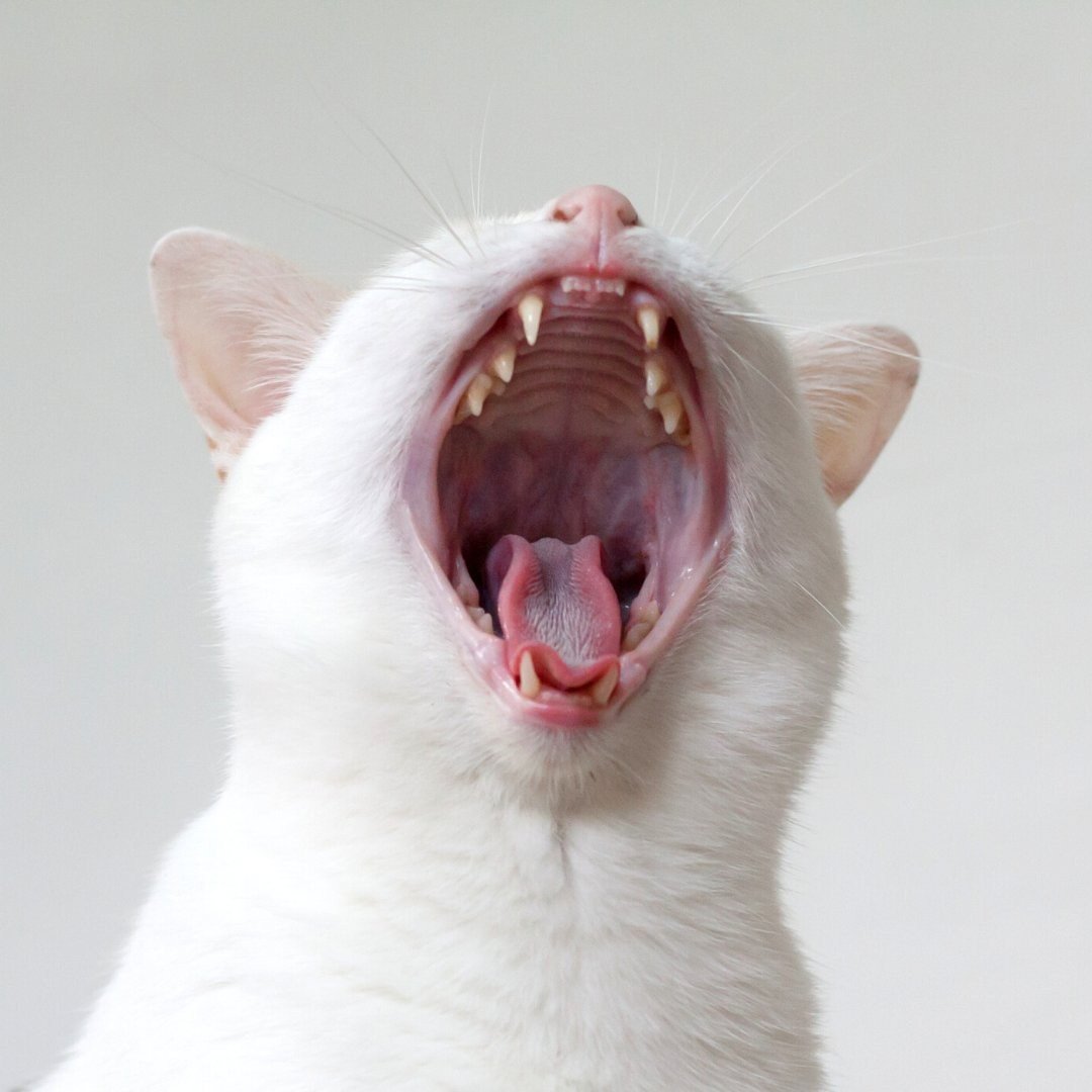 Кот зевает