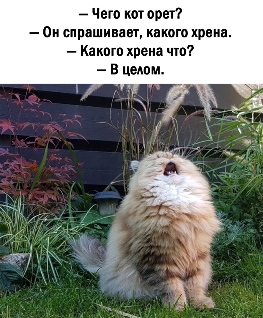 Кот с заячьими ушами