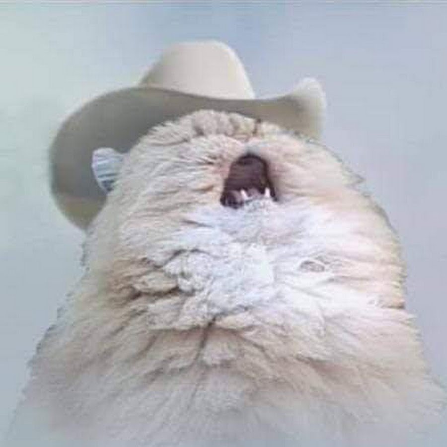 Кот зевает в профиль