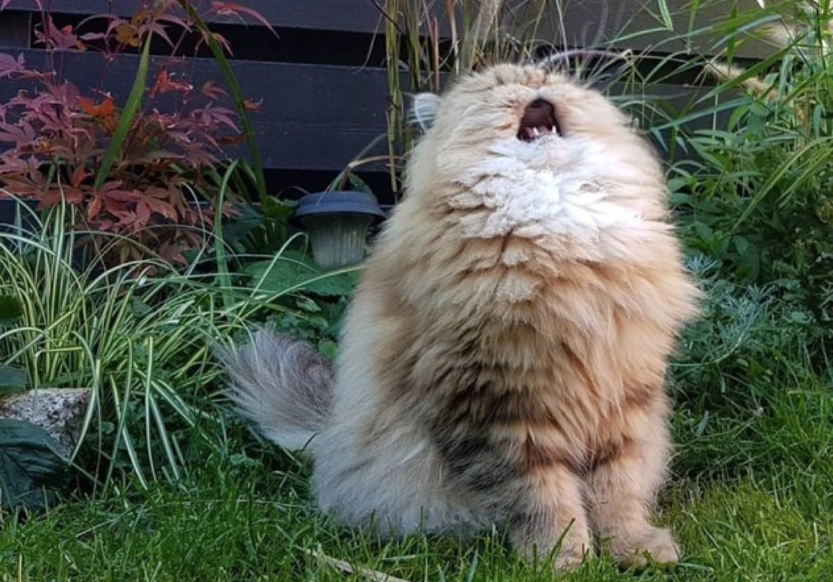 Кричащий белый кот