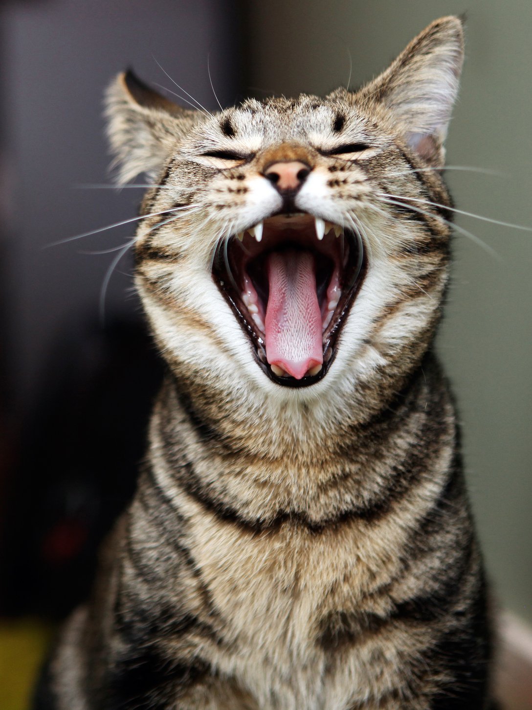 Орущие коты