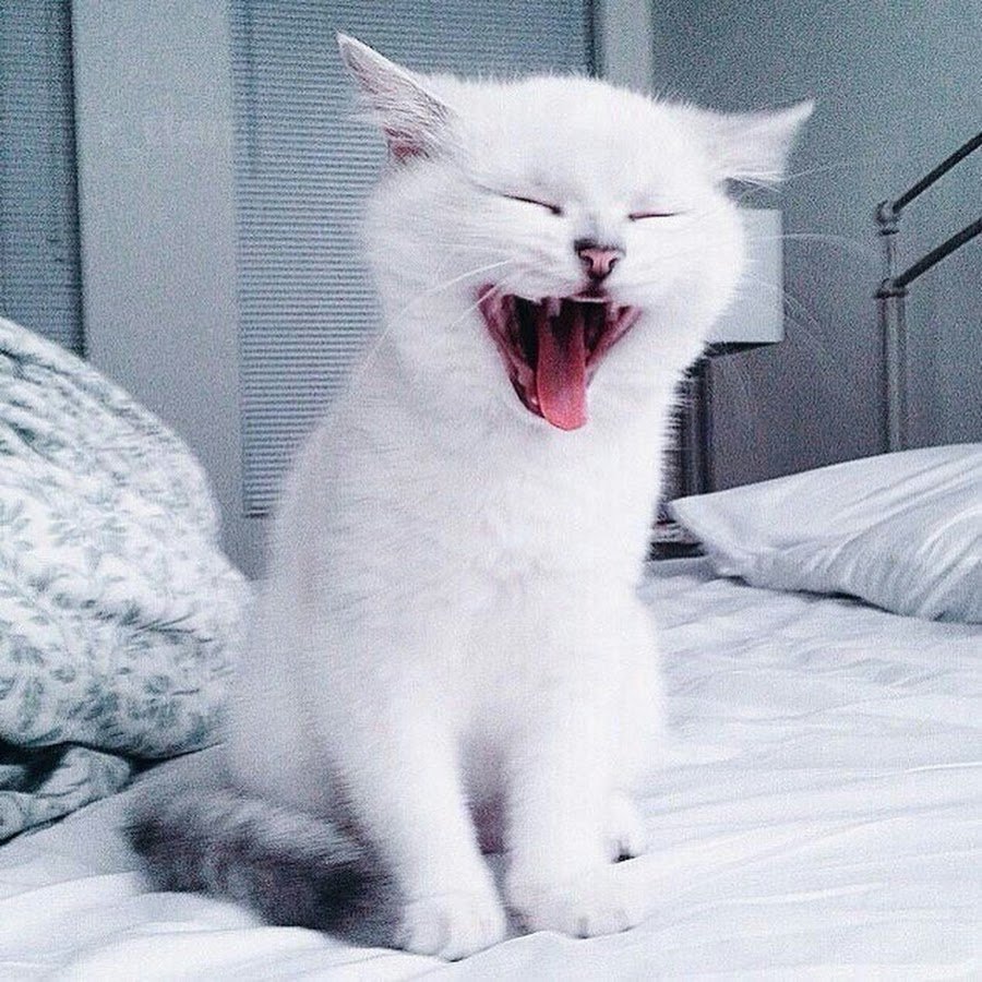 Кот с большим ртом