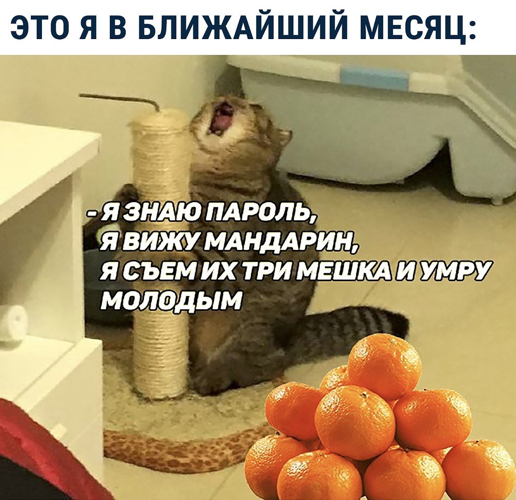Бешеный кот