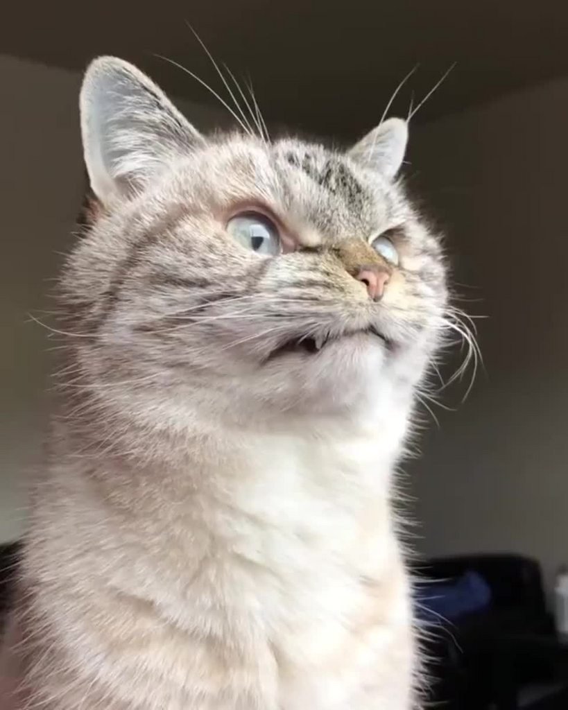 Милый котик зевает