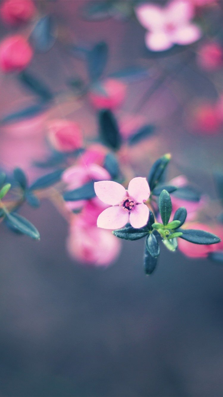 Стильный цветок на заставку