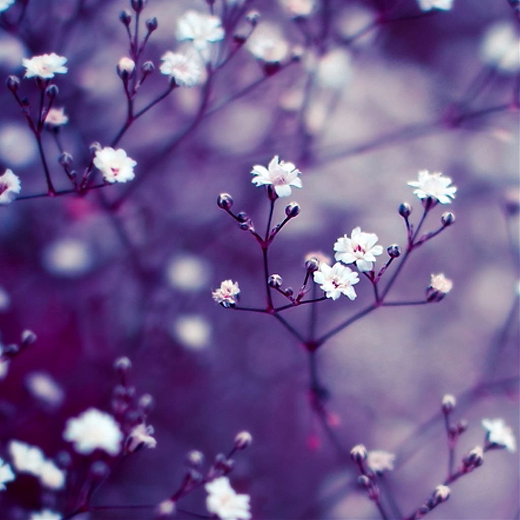 Цветочки на главный экран